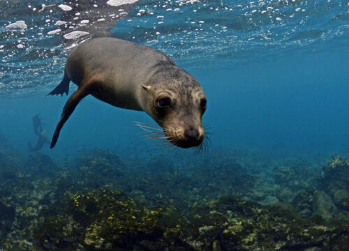 Galapagos Underwater Discovery